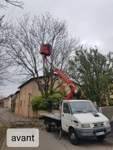 Photo de galerie - Elagage et coupe d'arbres
