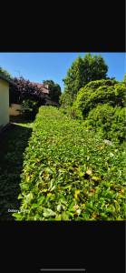 Photo de galerie - Taille haies 