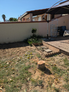 Photo de galerie - Elagage et coupe d'arbres