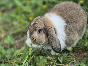 Photo de galerie - Je réalise également la garde de NAC à domicile
