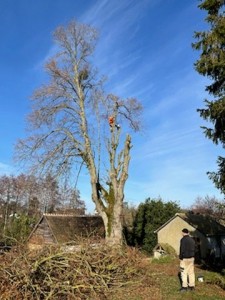 Photo de galerie - Elagage et coupe d'arbres