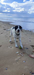 Photo de galerie - Balades et jeux à la plage pour vos toutous, s'ils apprécient cela !