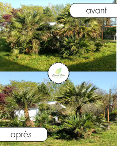 Photo de galerie - Taille de haies et d'arbustes