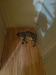 Photo de galerie - Garde d'animaux