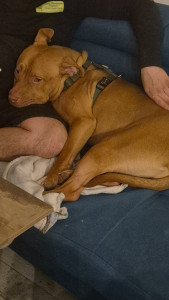 Photo de galerie - Garde d'animaux 