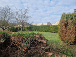 Photo de galerie - Elagage et coupe d'arbres