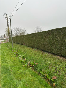 Photo de galerie - Taille de haies 