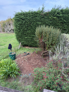 Photo de galerie - Elagage et coupe d'arbres