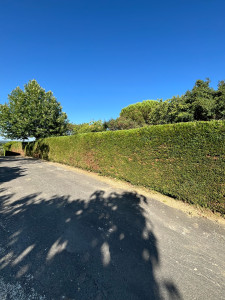 Photo de galerie - Taille d’une haie de 50m de longueur.