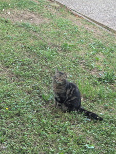 Photo de galerie - Visite de chat à domicile 