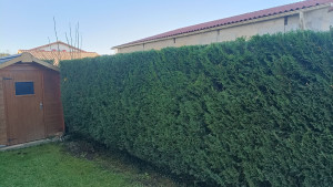 Photo de galerie - Taille de haie réalisé l'an dernier