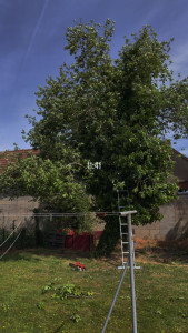 Photo de galerie - Elagage et coupe d'arbres