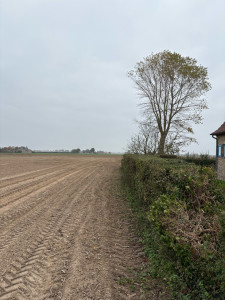 Photo de galerie - Taille de haie sur 30m 
