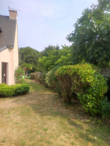 Photo de galerie - Taille sévère d'une haie variée, a la demande du client qui souhaite rendre l'entretien plus facile. Scie à branche, tronçonneuse, taille haie et sécateur.