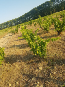 Photo de galerie - Tonte de pelouse - Débroussaillage