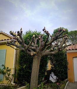 Photo de galerie - Elagage et coupe d'arbres