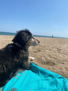 Photo de galerie - Ça c’est Flamme, ma chienne de 10 ans qui fait la star sur la plage. 