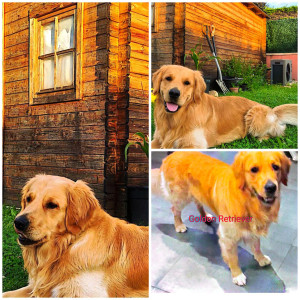 Photo de galerie - Garde chien