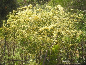 Photo de galerie - Jardinier