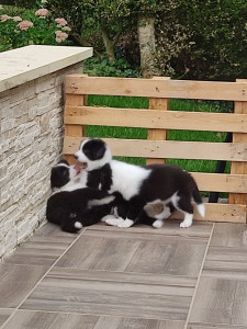 Photo de galerie - Élevé 3 p'tites boules de poils 