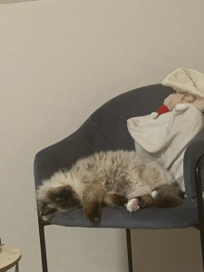 Photo de galerie - Petite sieste pour Amaru