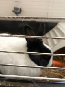 Photo de galerie - Home sitting - Accueil - Gardiennage