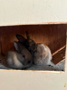 Photo de galerie - Garde animaux