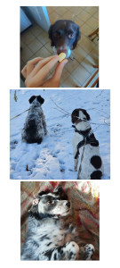 Photo de galerie - Friandise, promenade, jeu