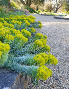 Photo de galerie - Création avec Euphorbe