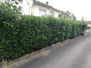 Photo de galerie - Taille de haies et d'arbustes
