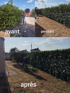 Photo de galerie - Taille de haies et d'arbustes