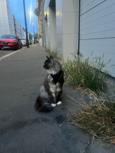 Photo de galerie - Garde chats tout types