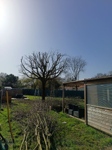 Photo de galerie - Elagage et coupe d'arbres