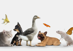 Photo de galerie - Garde d'animaux