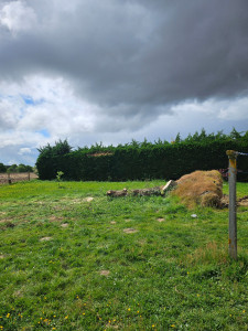 Photo de galerie - Après. 
le client a souhaité garder 2m du tronc
