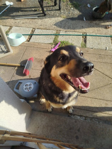 Photo de galerie - Garde chien