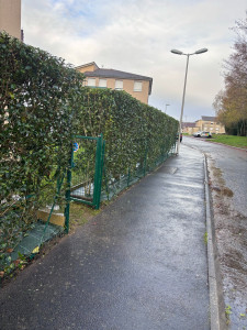 Photo de galerie - Taille de haie 