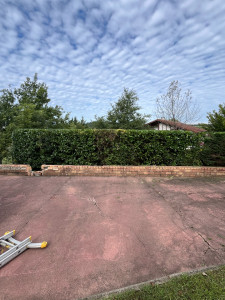 Photo de galerie - Taille de haies et d'arbustes