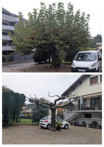 Photo de galerie - Elagage et coupe d'arbres