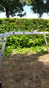 Photo de galerie - Taille de haies  et tonte de pelouses. 