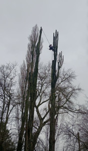 Photo de galerie - Elagage et coupe d'arbres