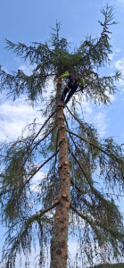 Photo de galerie - Elagage et coupe d'arbres