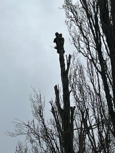 Photo de galerie - étêtage peupliers 