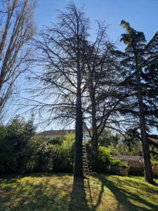 Photo de galerie - Elagage et coupe d'arbres