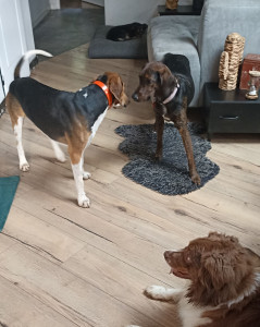 Photo de galerie - Garde chien