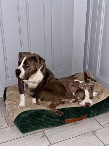 Photo de galerie - Garderie dogs 