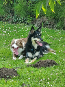 Photo de galerie - Garde chien