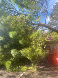 Photo de galerie - Elagage et coupe d'arbres