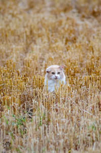 Photo de galerie - Wallace ?