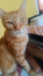 Photo de galerie - Ayant depuis longtemps possédés des animaux et notamment des chats je me propose de garder vos animaux avec grand plaisir